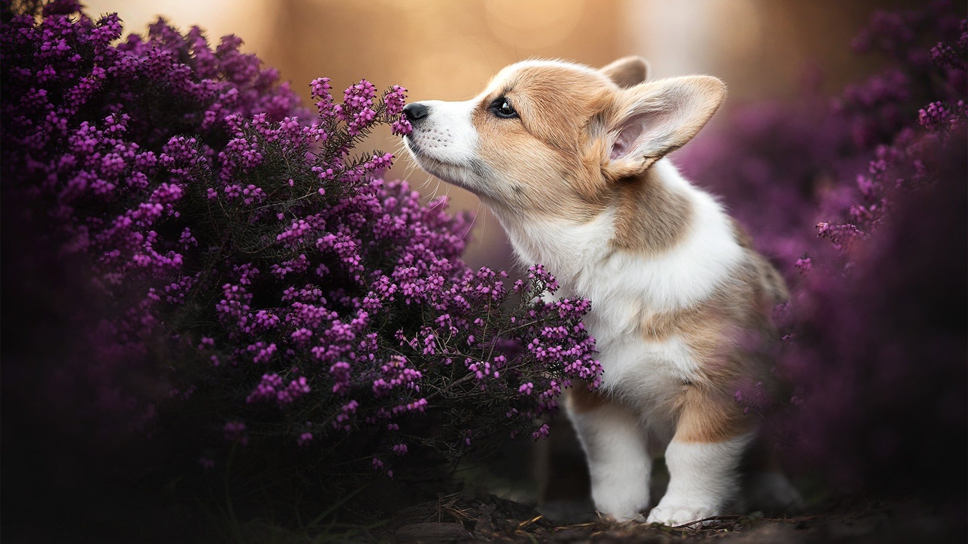 全国青少年足球冠军赛盛大开幕，激发少年梦想，2020全国青少年足球冠军赛