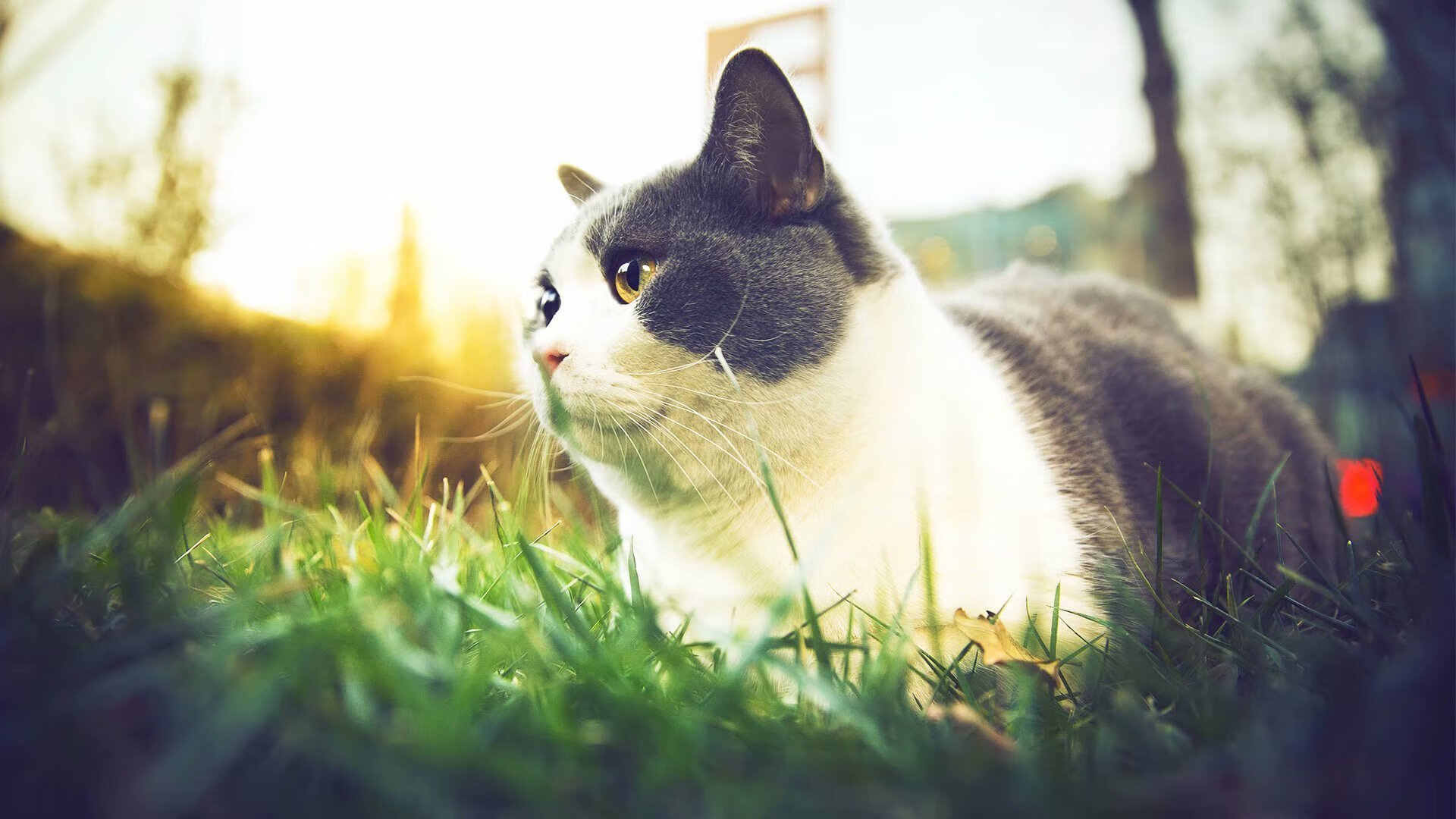 【“极速投球”战术】新规则后，投手如何调整投球节奏？，投球怎么玩