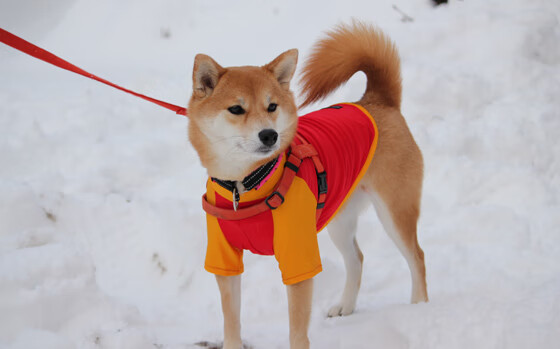 【“极速投球”战术】新规则后，投手如何调整投球节奏？，投球怎么玩